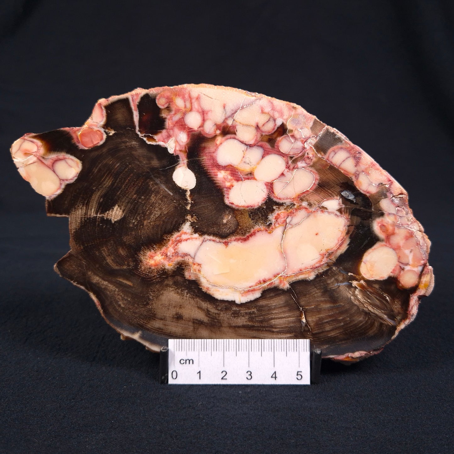 PEANUT WOOD (PETRIFIED WOOD), Cretaceous, Australia YSC046