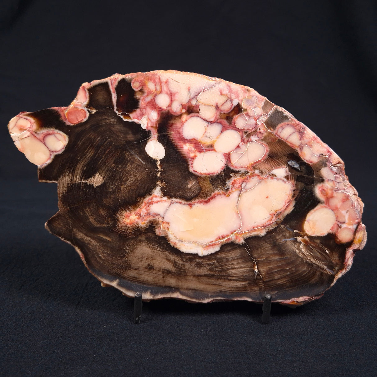 PEANUT WOOD (PETRIFIED WOOD), Cretaceous, Australia YSC046