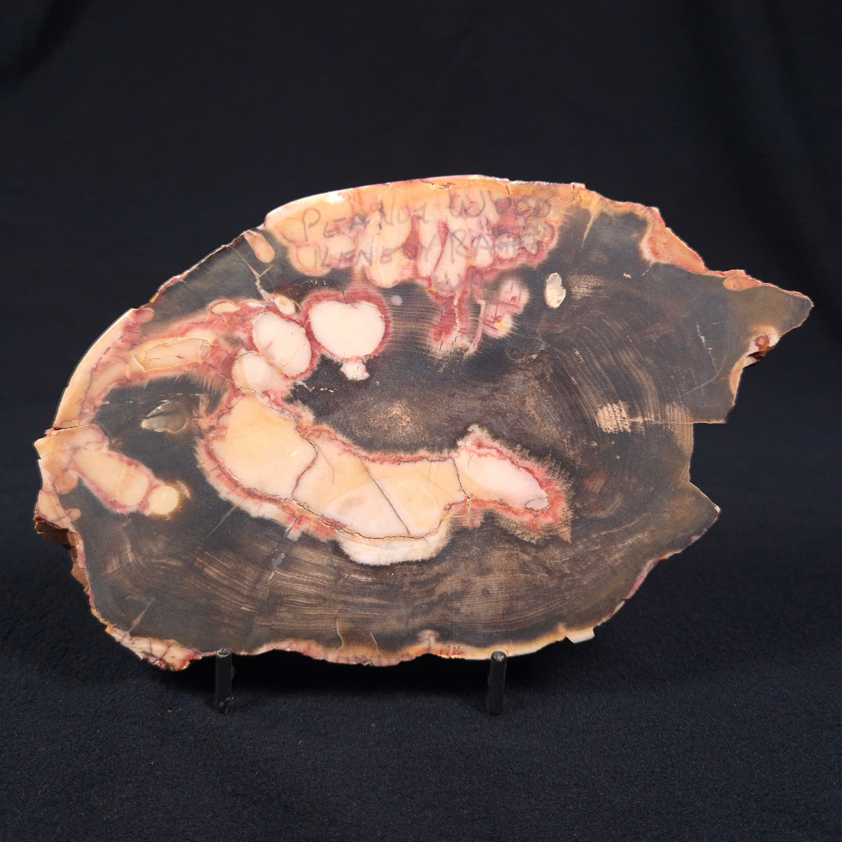 PEANUT WOOD (PETRIFIED WOOD), Cretaceous, Australia YSC046