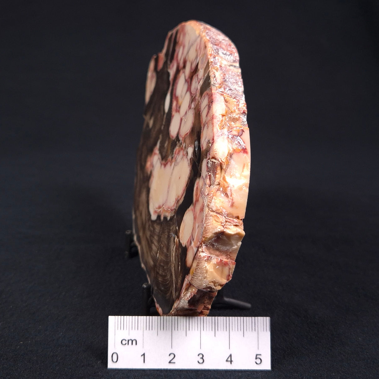 PEANUT WOOD (PETRIFIED WOOD), Cretaceous, Australia YSC046