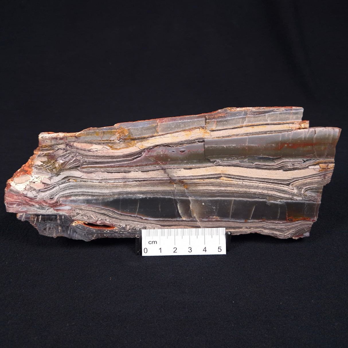 STROMATOLITE, Jerrinah Formation, Proterozoic, Australia ZJF005
