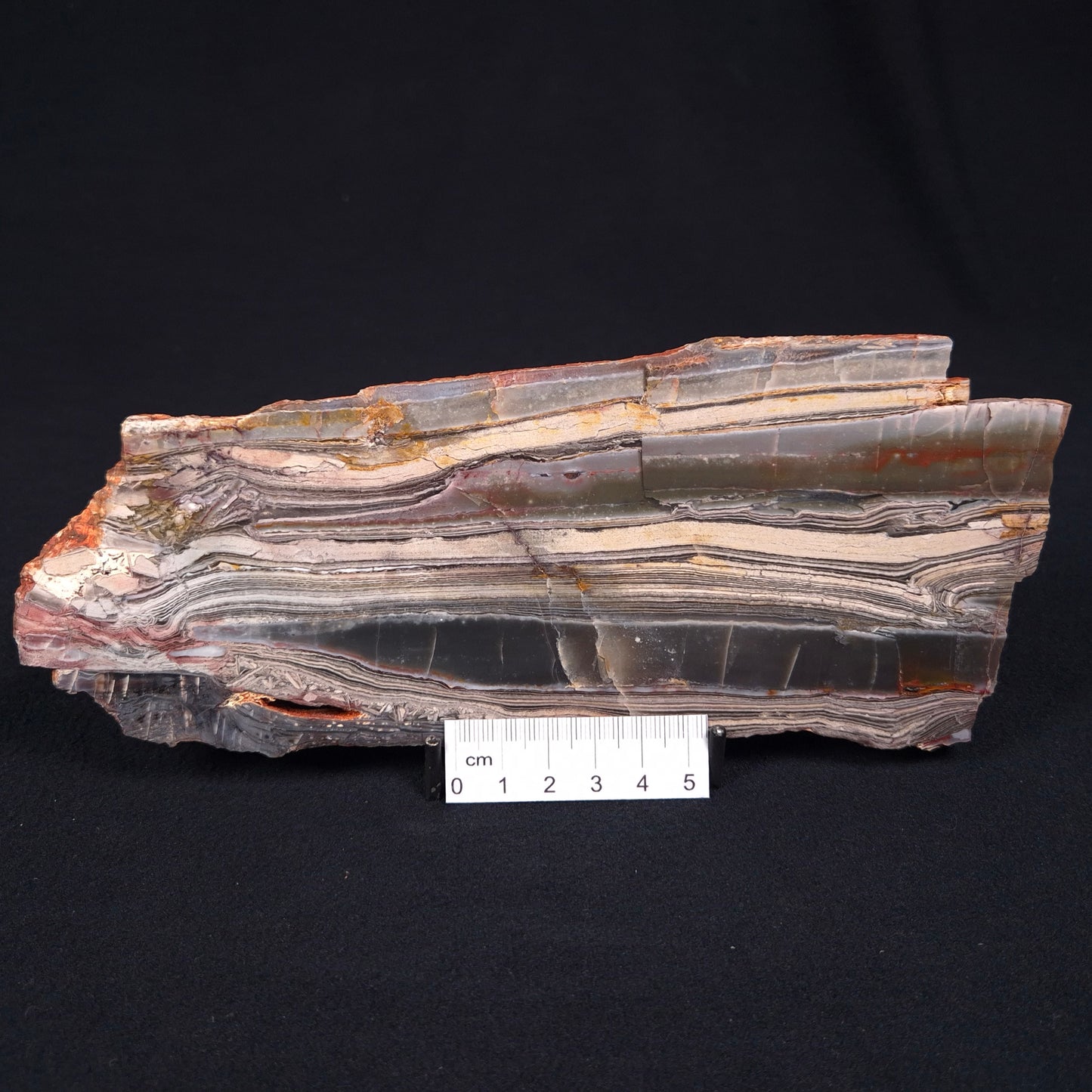 STROMATOLITE, Jerrinah Formation, Proterozoic, Australia ZJF005