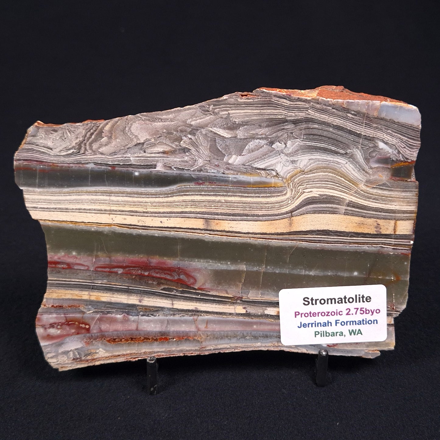 STROMATOLITE, Jerrinah Formation, Proterozoic, Australia ZJF006