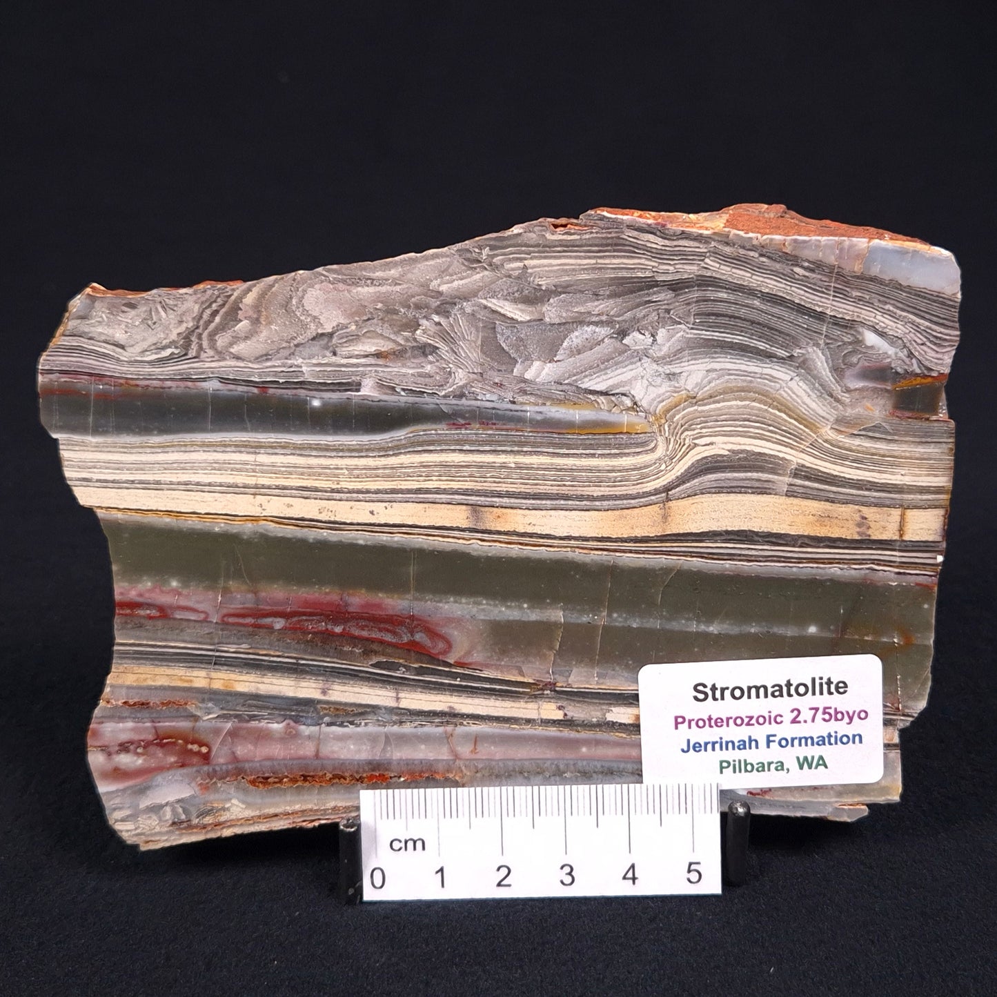 STROMATOLITE, Jerrinah Formation, Proterozoic, Australia ZJF006