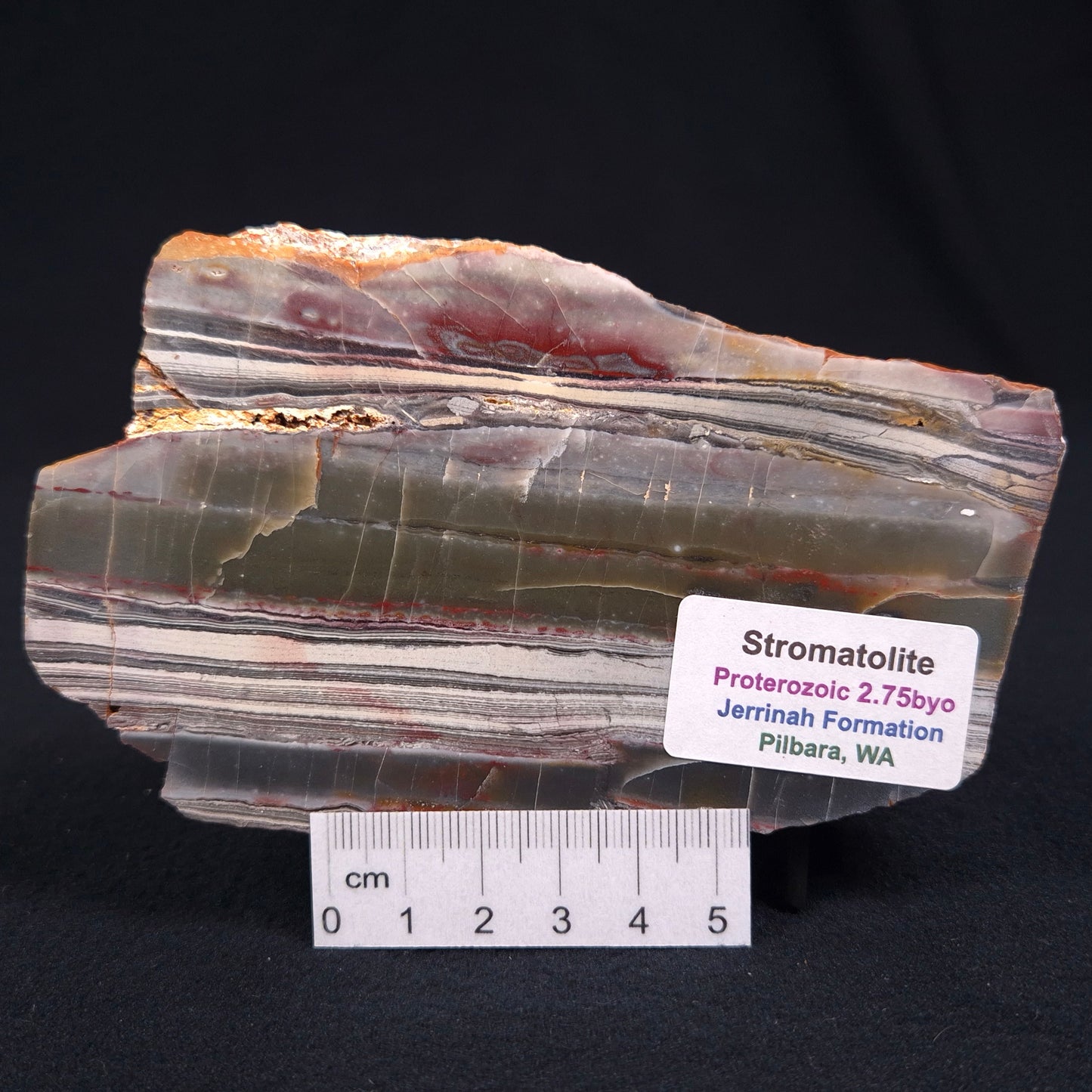 STROMATOLITE, Jerrinah Formation, Proterozoic, Australia ZJF008