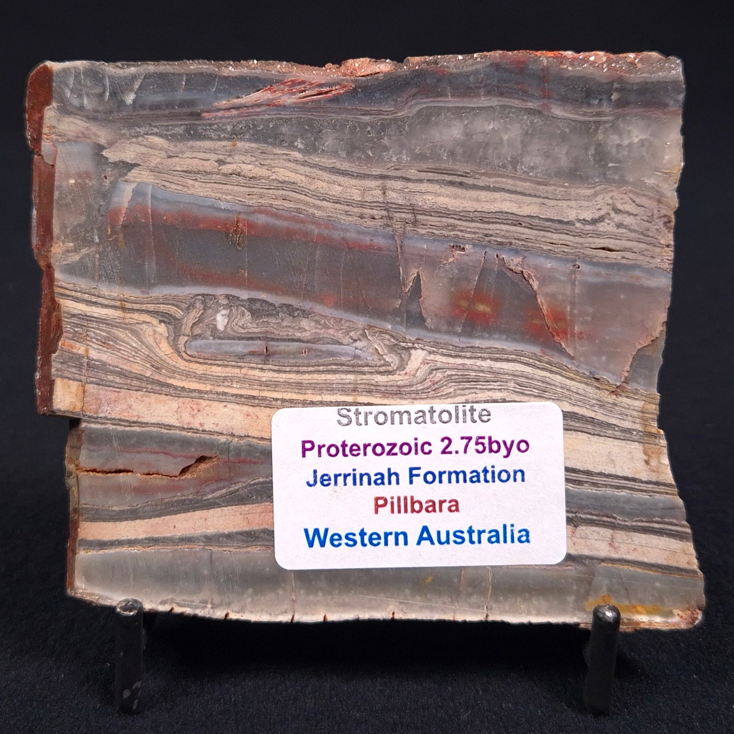 STROMATOLITE, Jerrinah Formation, Proterozoic, Australia ZJF013