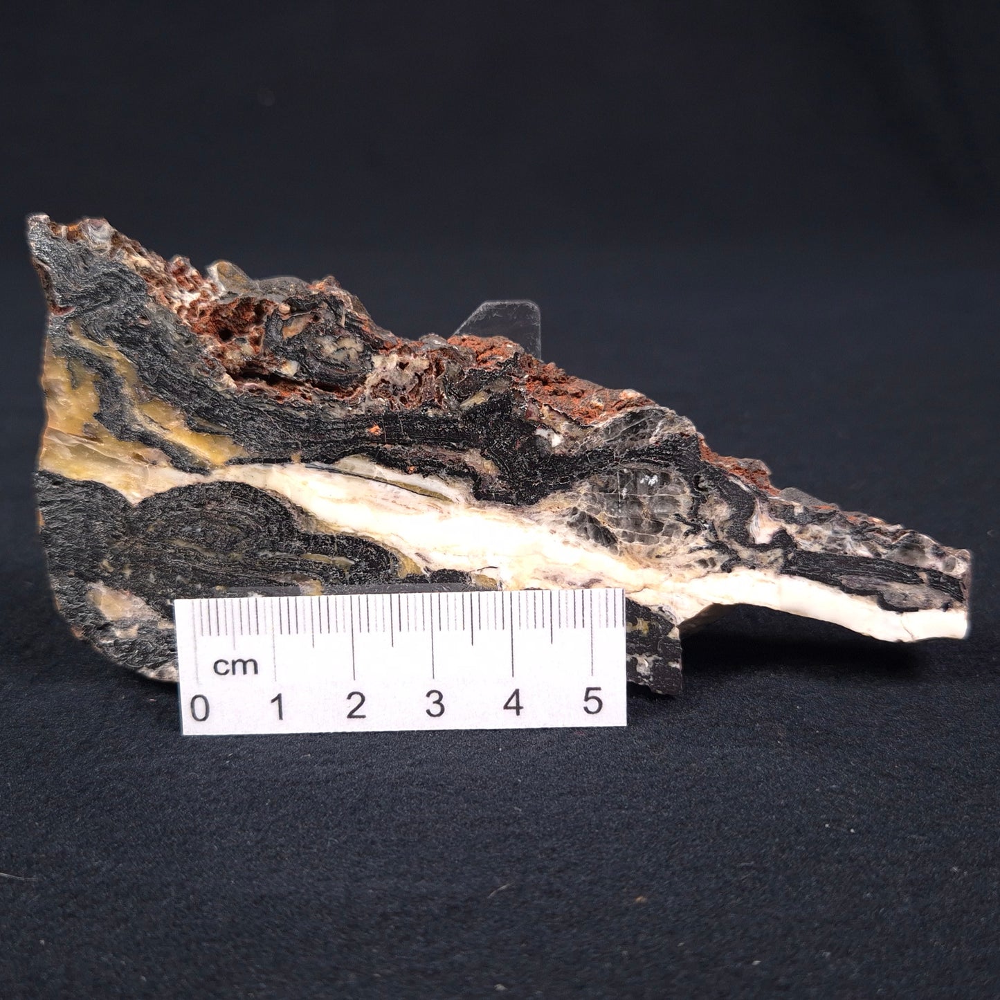 STROMATOLITE MICROBIAL MAT, Archean, Dresser Formation, Australia ZDF002