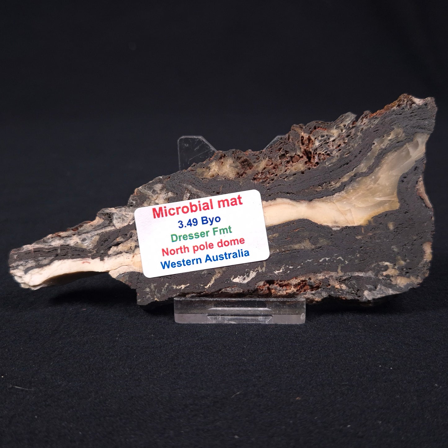 STROMATOLITE MICROBIAL MAT, Archean, Dresser Formation, Australia ZDF002
