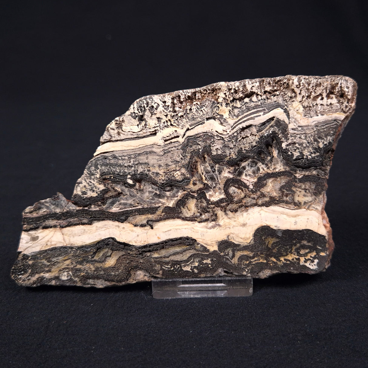 STROMATOLITE MICROBIAL MAT, Archean, Dresser Formation, Australia ZDF003