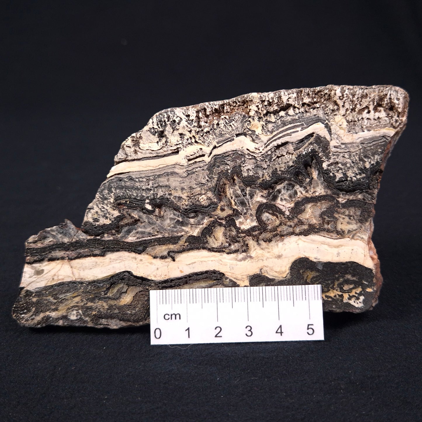 STROMATOLITE MICROBIAL MAT, Archean, Dresser Formation, Australia ZDF003