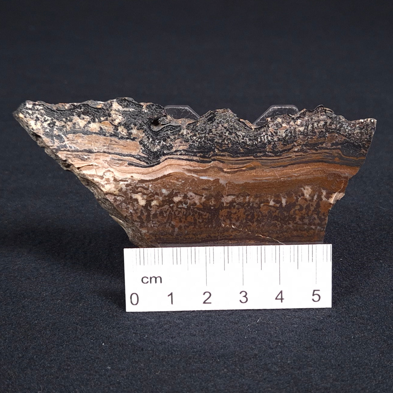 STROMATOLITE MICROBIAL MAT, Archean, Dresser Formation, Australia ZDF001