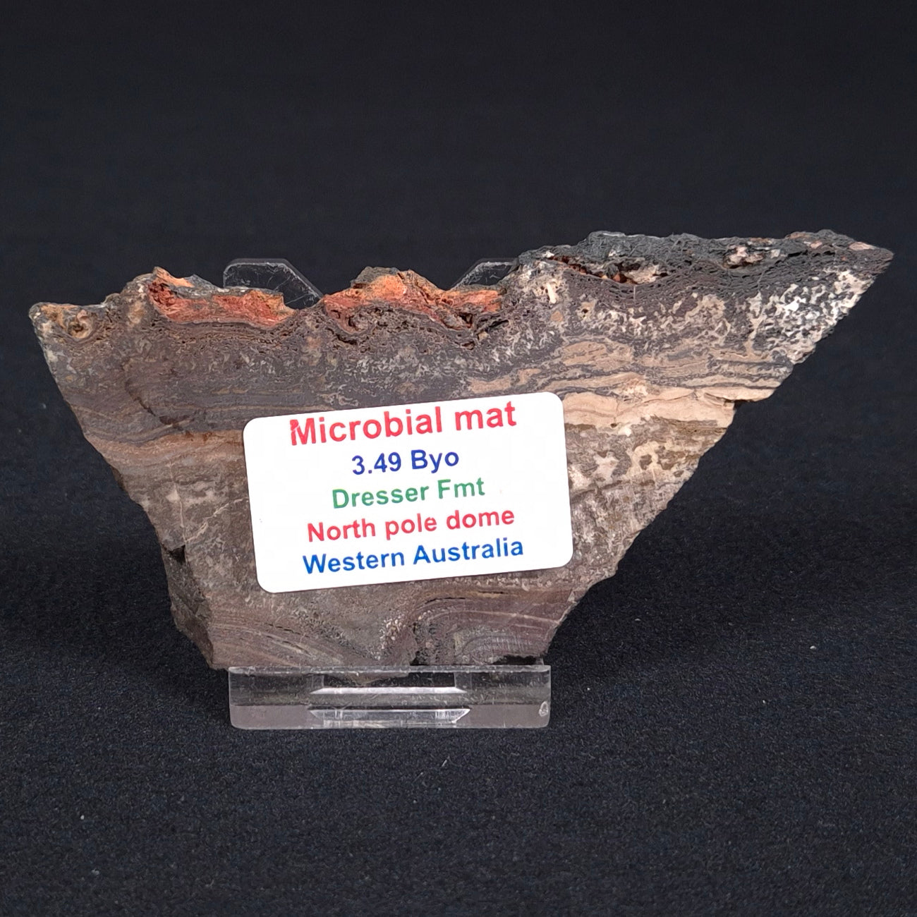 STROMATOLITE MICROBIAL MAT, Archean, Dresser Formation, Australia ZDF001