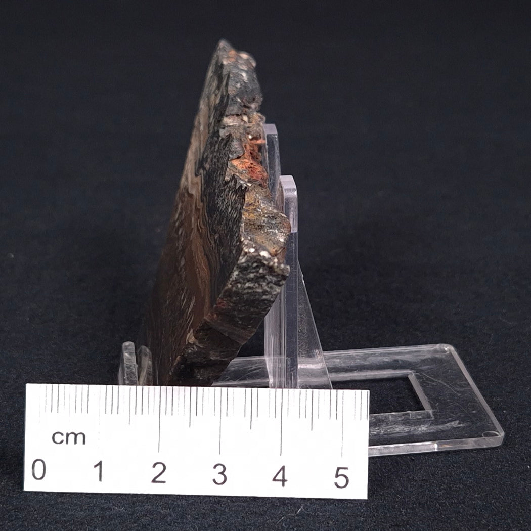 STROMATOLITE MICROBIAL MAT, Archean, Dresser Formation, Australia ZDF001