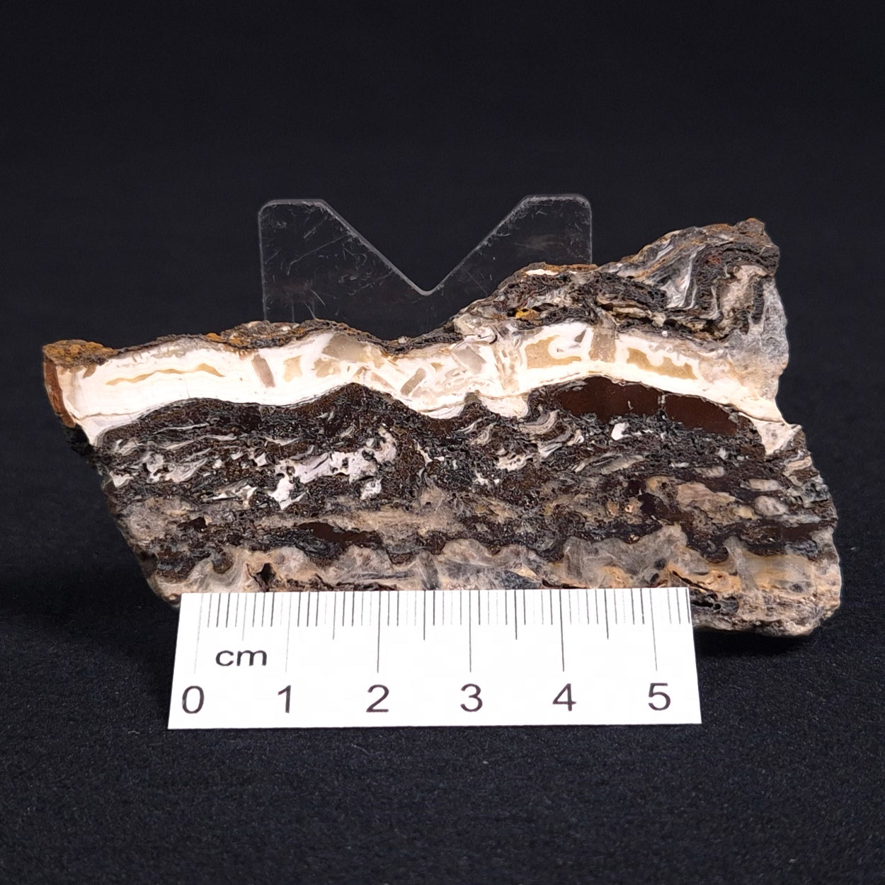 STROMATOLITE MICROBIAL MAT, Archean, Dresser Formation, Australia ZDF007