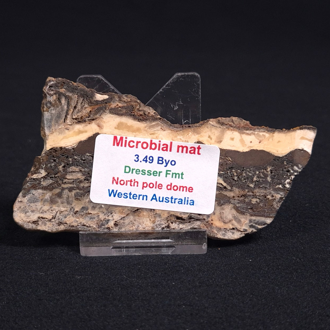 STROMATOLITE MICROBIAL MAT, Archean, Dresser Formation, Australia ZDF007