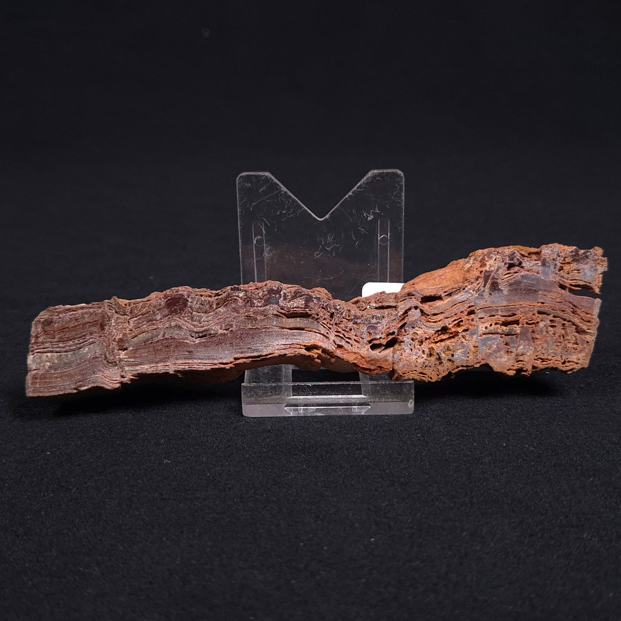 STROMATOLITE MICROBIAL MAT, Archean, Dresser Formation, Australia ZDF011