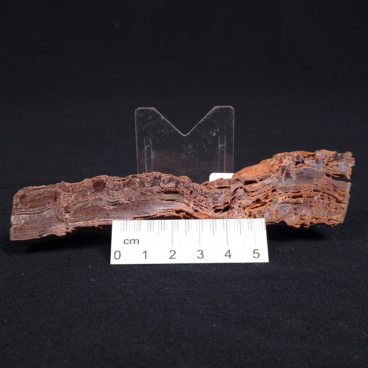 STROMATOLITE MICROBIAL MAT, Archean, Dresser Formation, Australia ZDF011