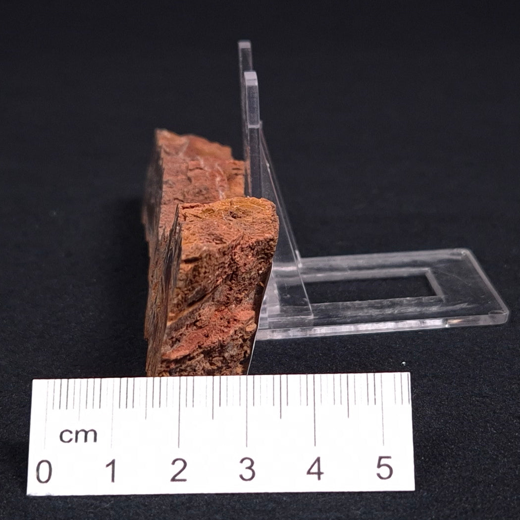 STROMATOLITE MICROBIAL MAT, Archean, Dresser Formation, Australia ZDF011