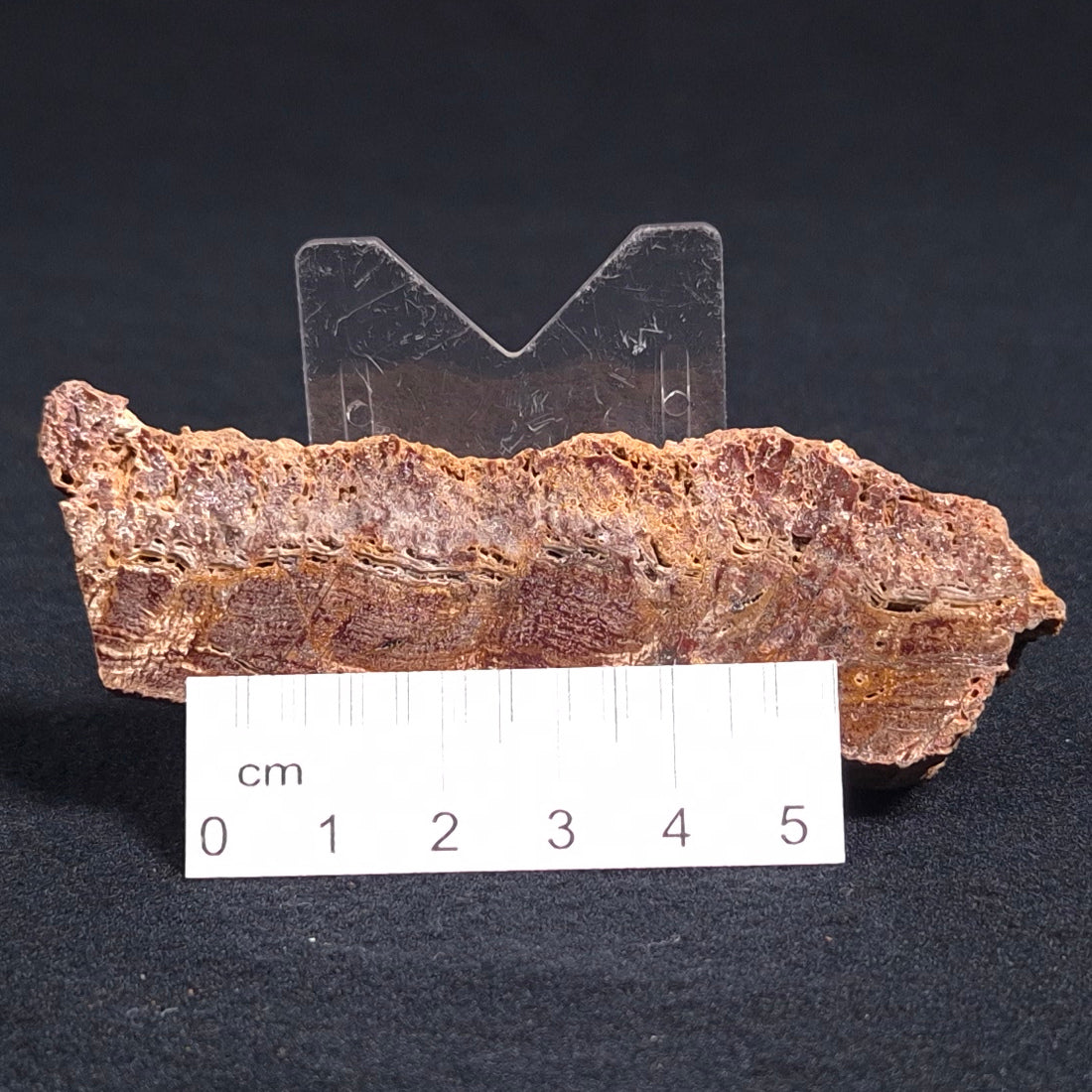 STROMATOLITE MICROBIAL MAT, Archean, Dresser Formation, Australia ZDF012