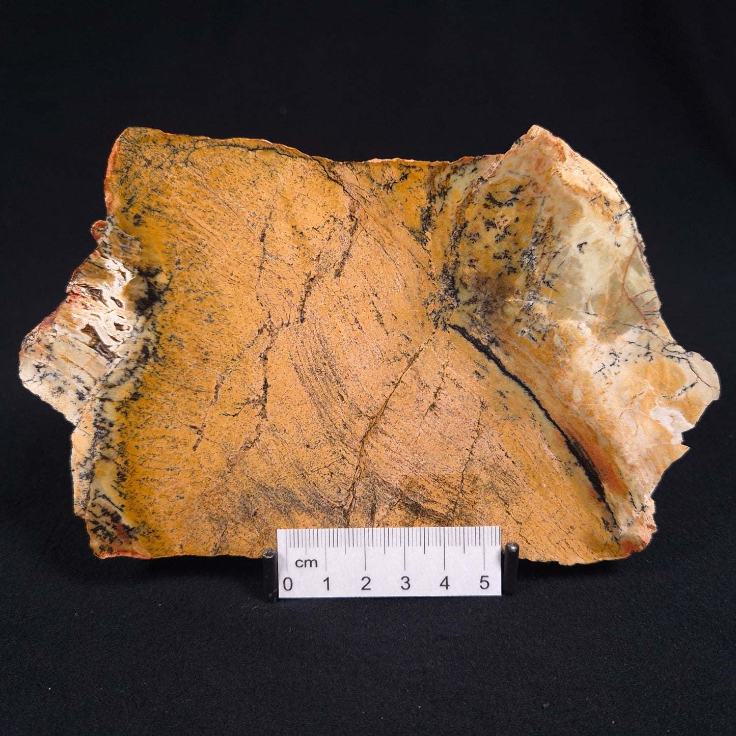 STROMATOLITE MICROBIAL MAT, Strelley Pool Formation, Archean, Australia ZSP001