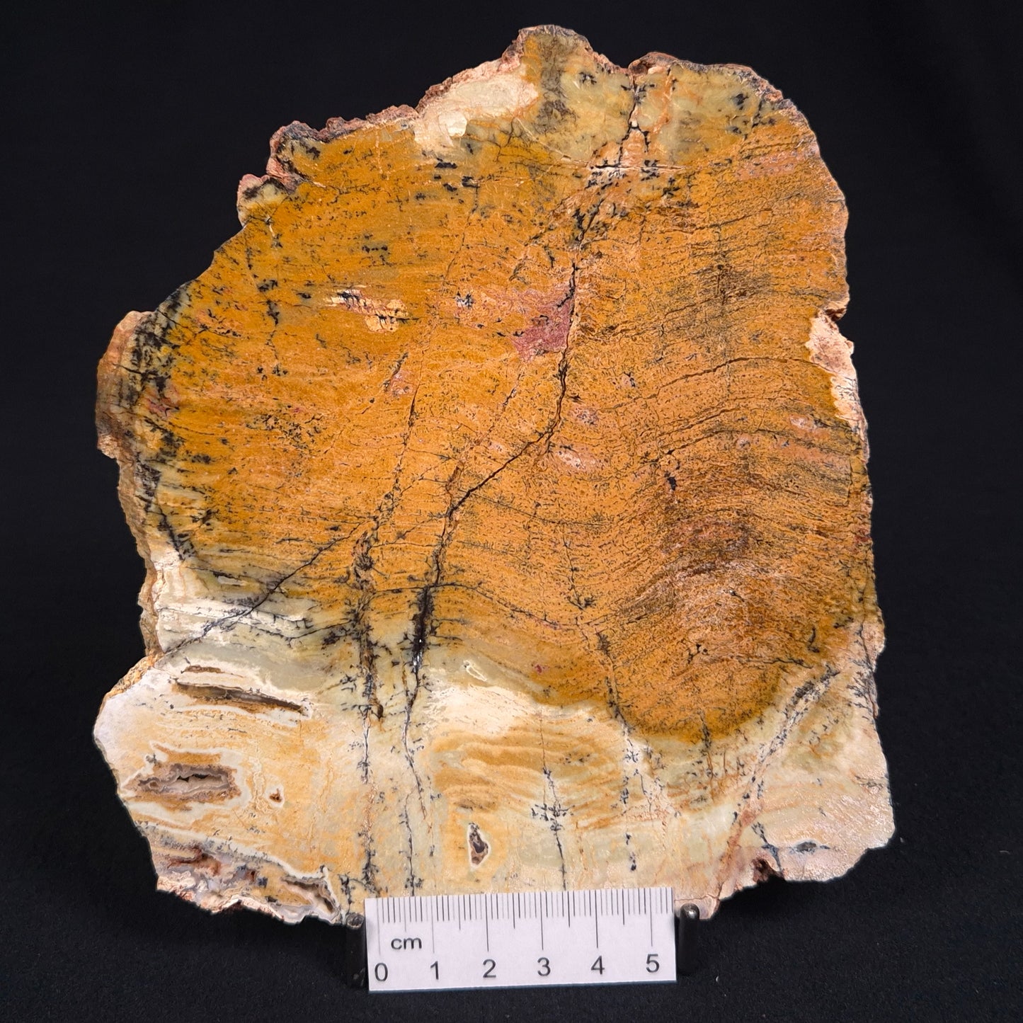 STROMATOLITE MICROBIAL MAT, Strelley Pool Formation, Archean, Australia ZSP002