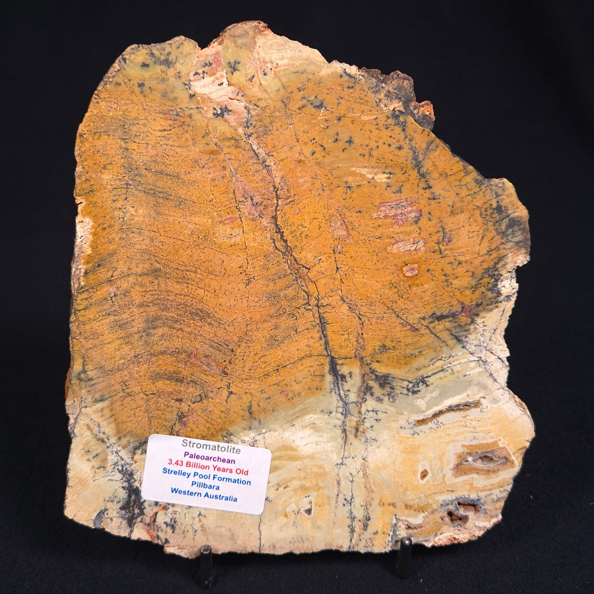 STROMATOLITE MICROBIAL MAT, Strelley Pool Formation, Archean, Australia ZSP002