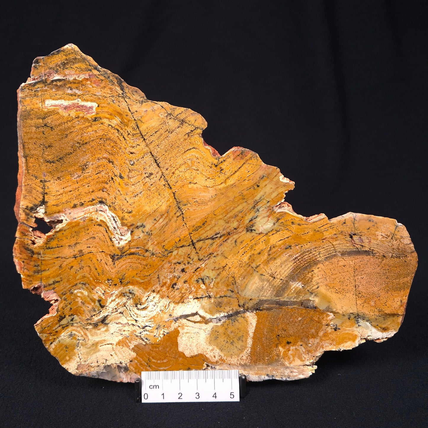 STROMATOLITE MICROBIAL MAT, Strelley Pool Formation, Archean, Australia ZSP003
