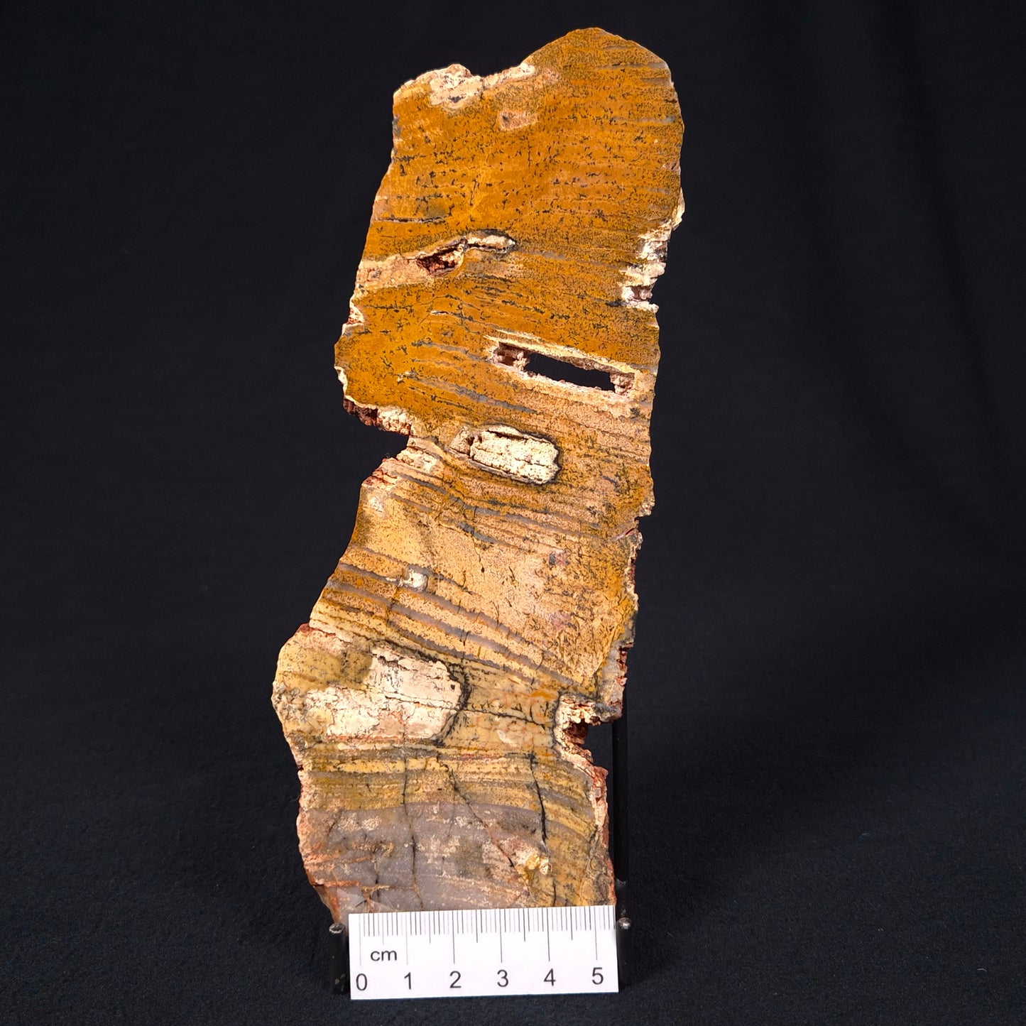 STROMATOLITE MICROBIAL MAT, Strelley Pool Formation, Archean, Australia ZSP004