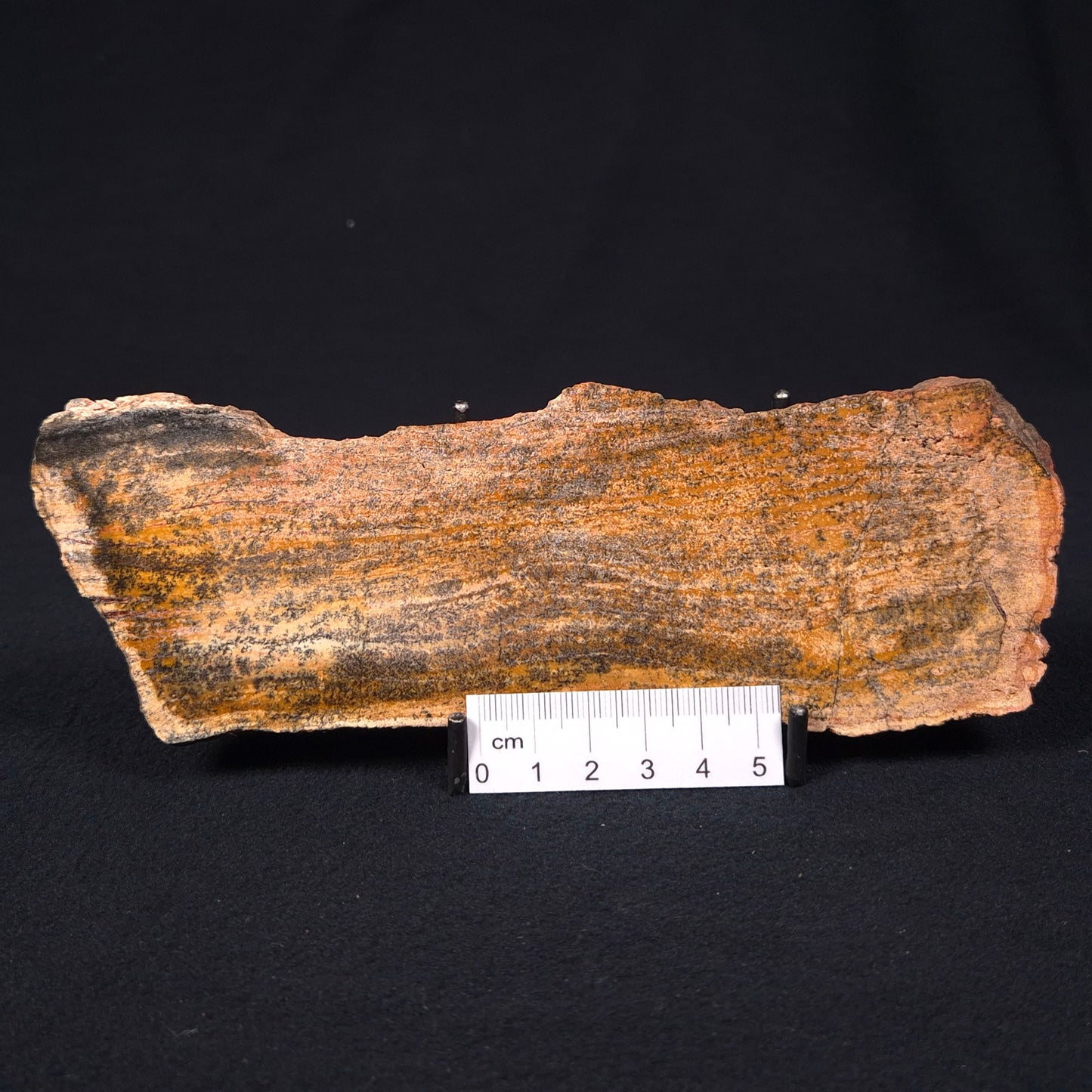 STROMATOLITE MICROBIAL MAT, Strelley Pool Formation, Archean, Australia ZSP005