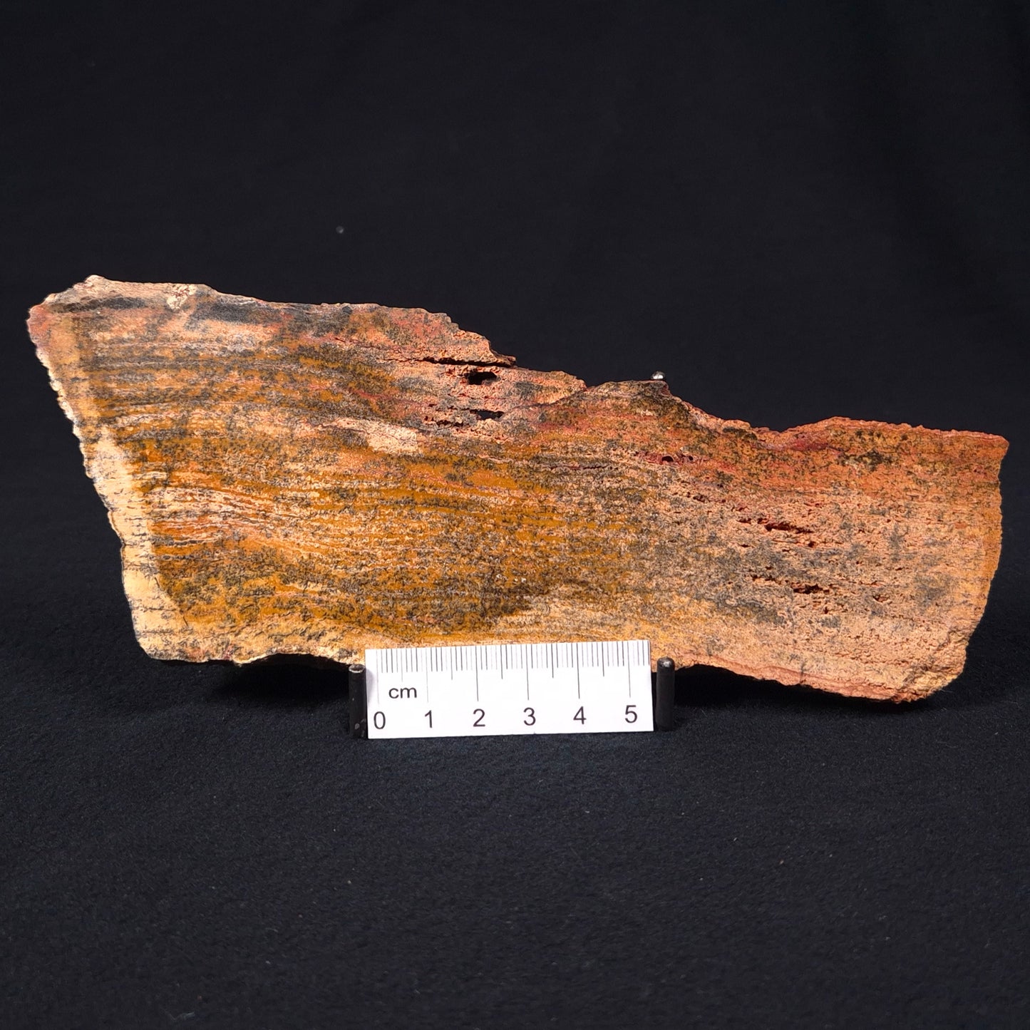 STROMATOLITE MICROBIAL MAT, Strelley Pool Formation, Archean, Australia ZSP006