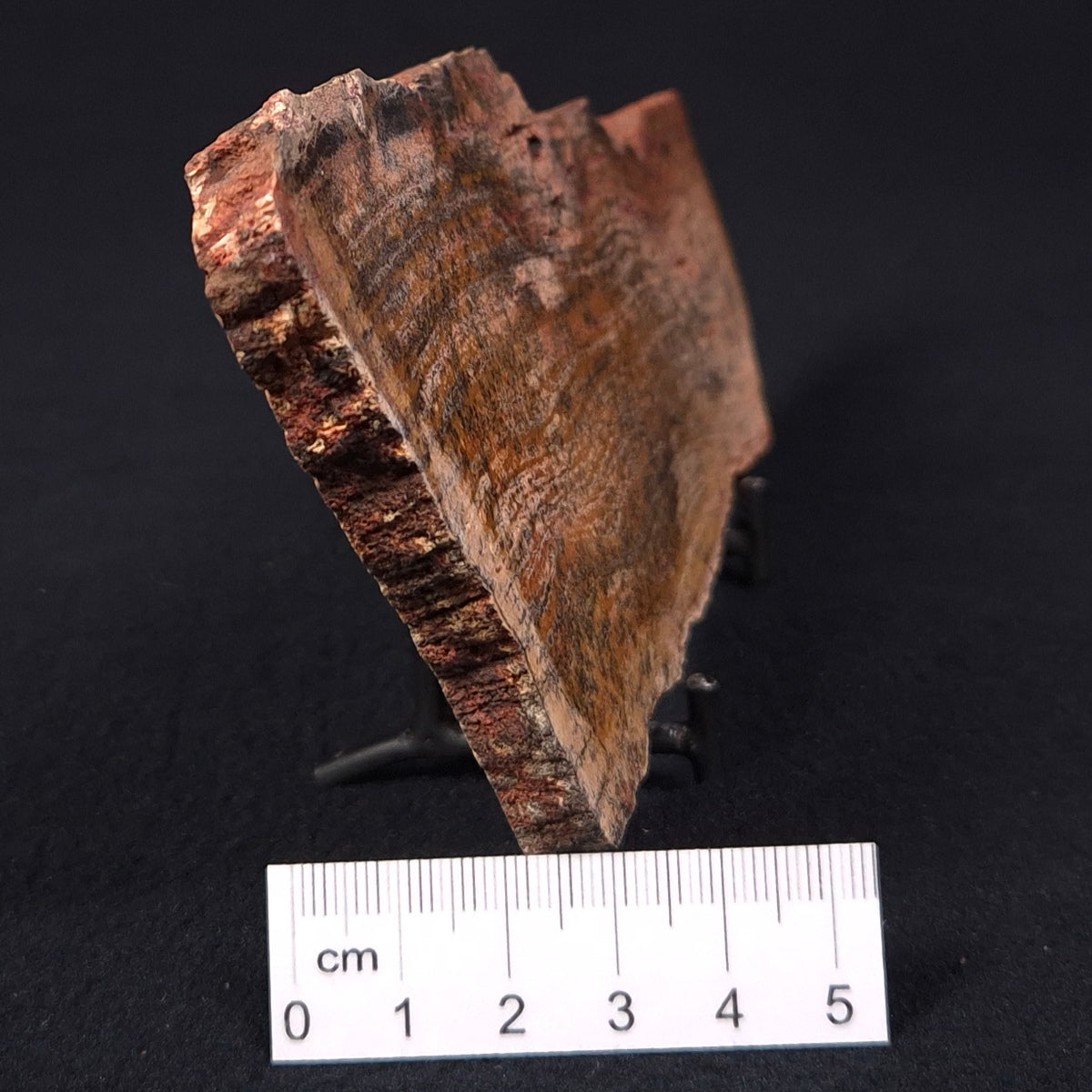 STROMATOLITE MICROBIAL MAT, Strelley Pool Formation, Archean, Australia ZSP006