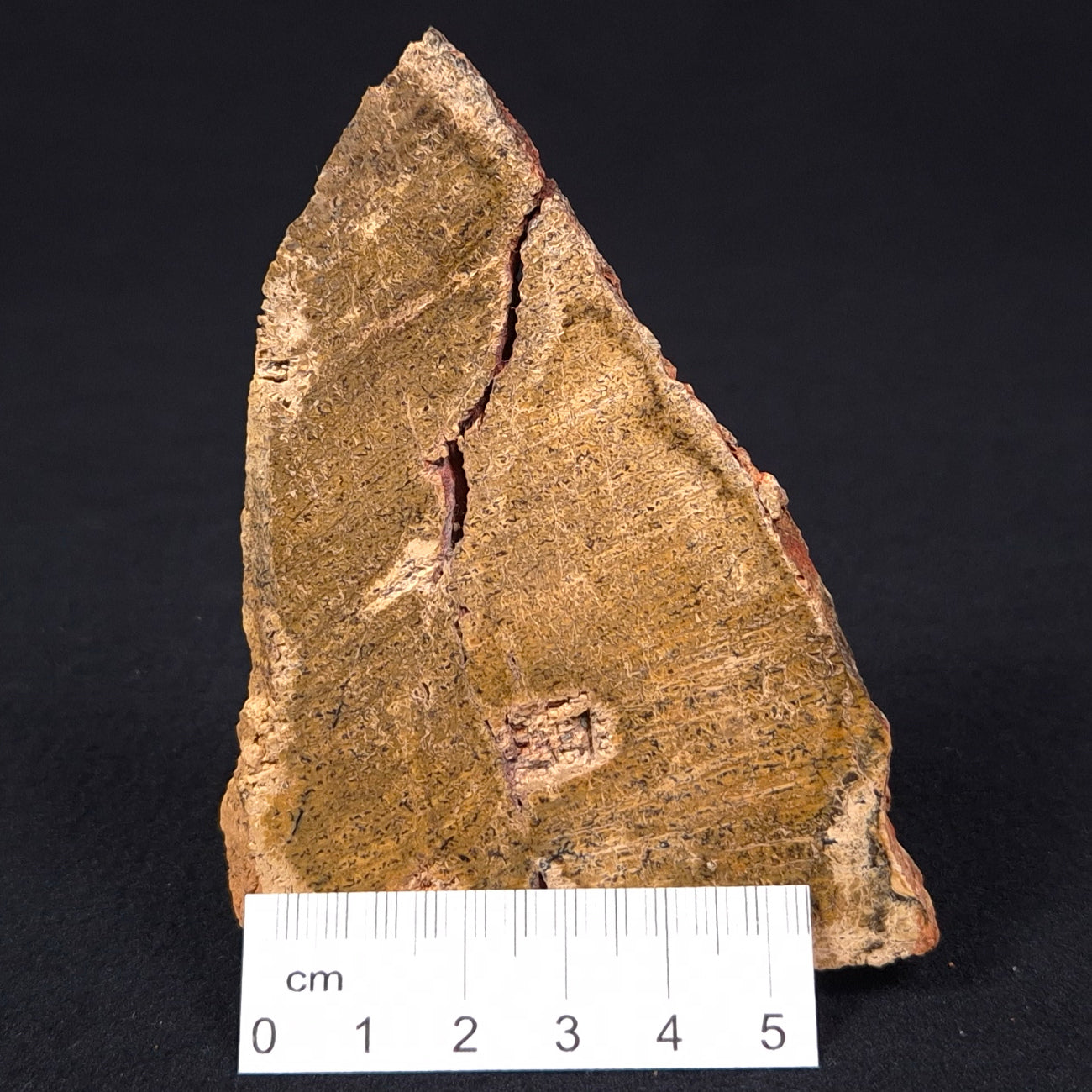 STROMATOLITE MICROBIAL MAT, Strelley Pool Formation, Archean, Australia ZSP007