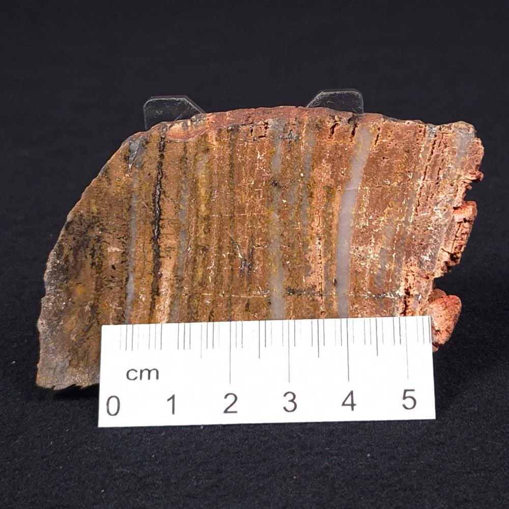 STROMATOLITE MICROBIAL MAT, Strelley Pool Formation, Archean, Australia ZSP008