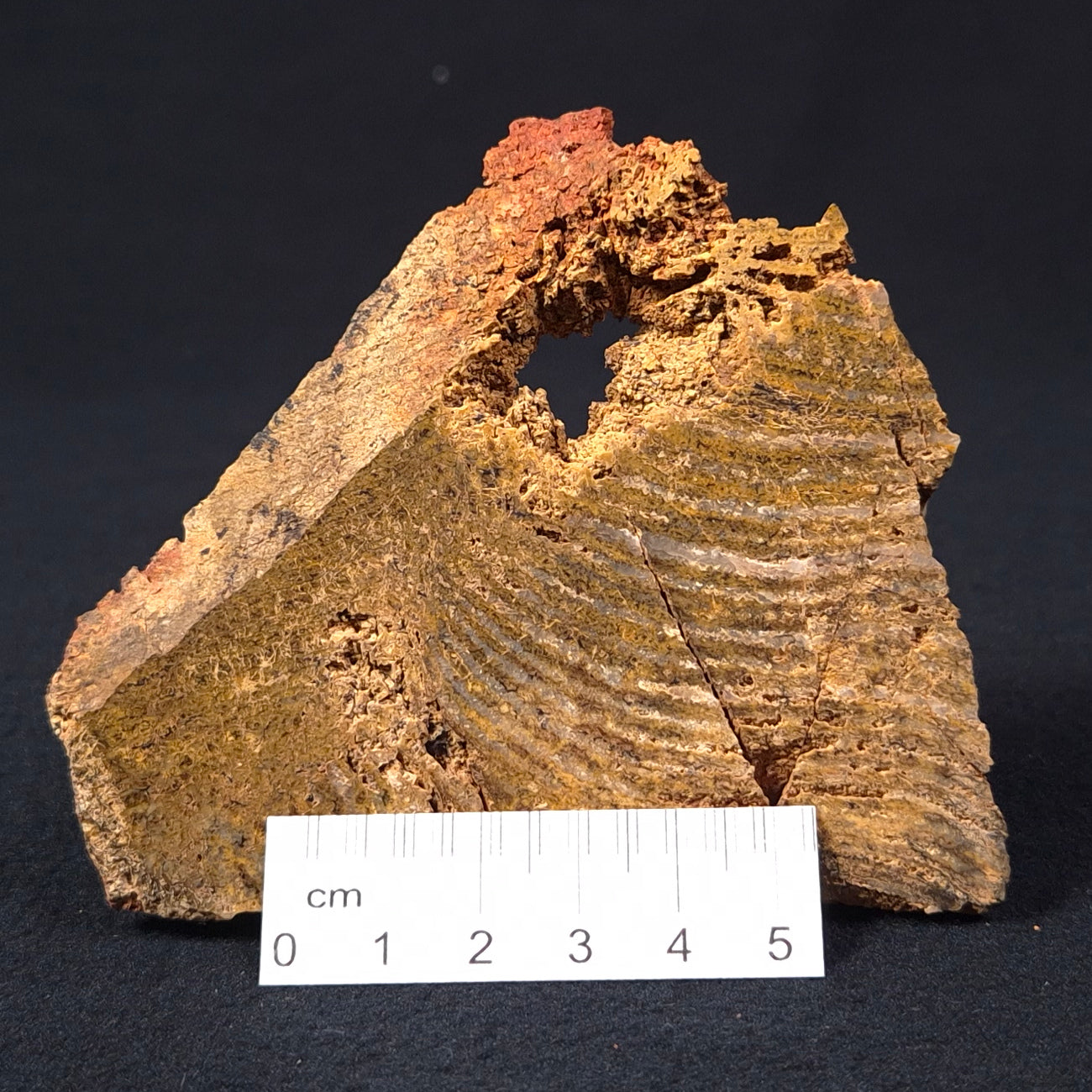 STROMATOLITE MICROBIAL MAT, Strelley Pool Formation, Archean, Australia ZSP009