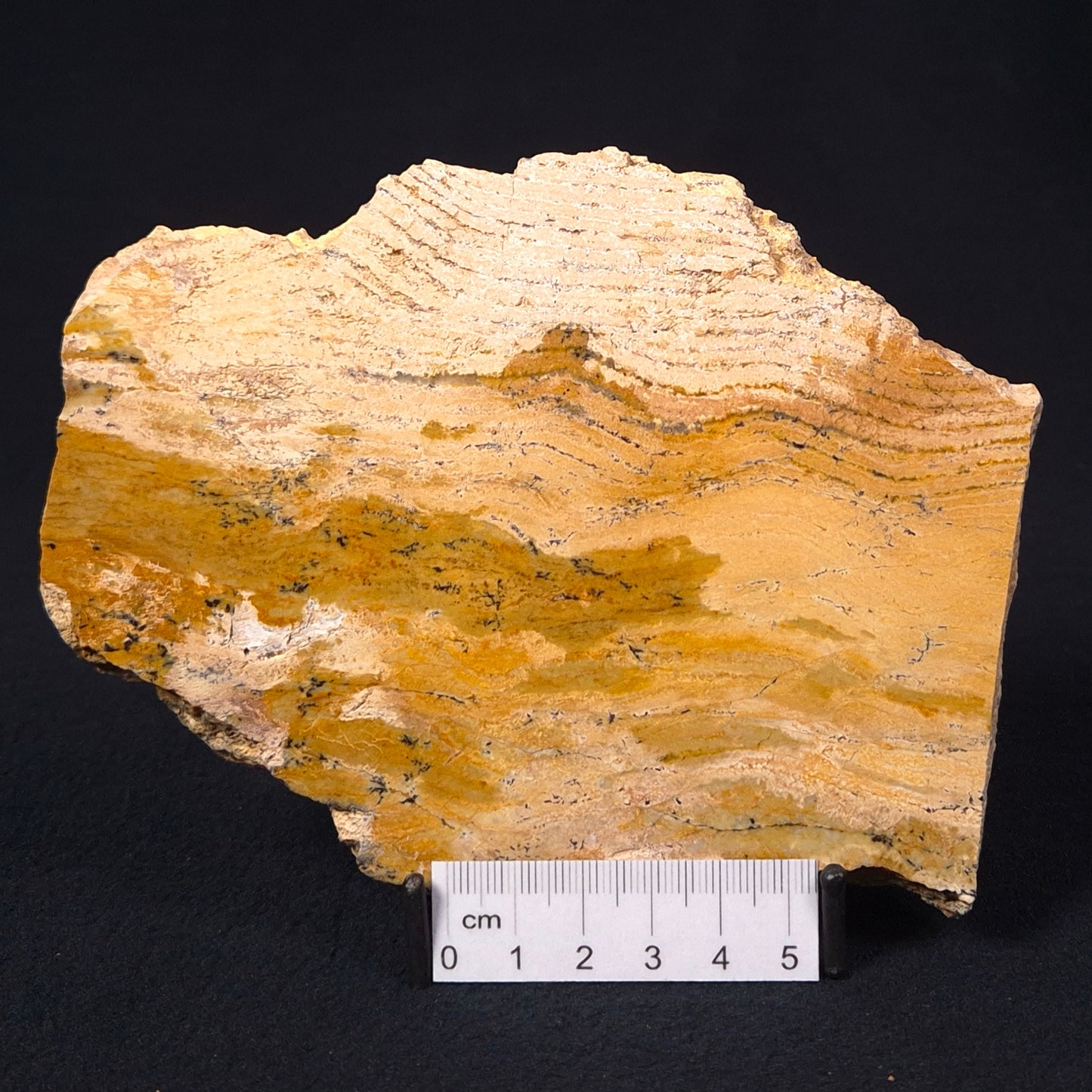 STROMATOLITE MICROBIAL MAT, Strelley Pool Formation, Archean, Australia ZSP010