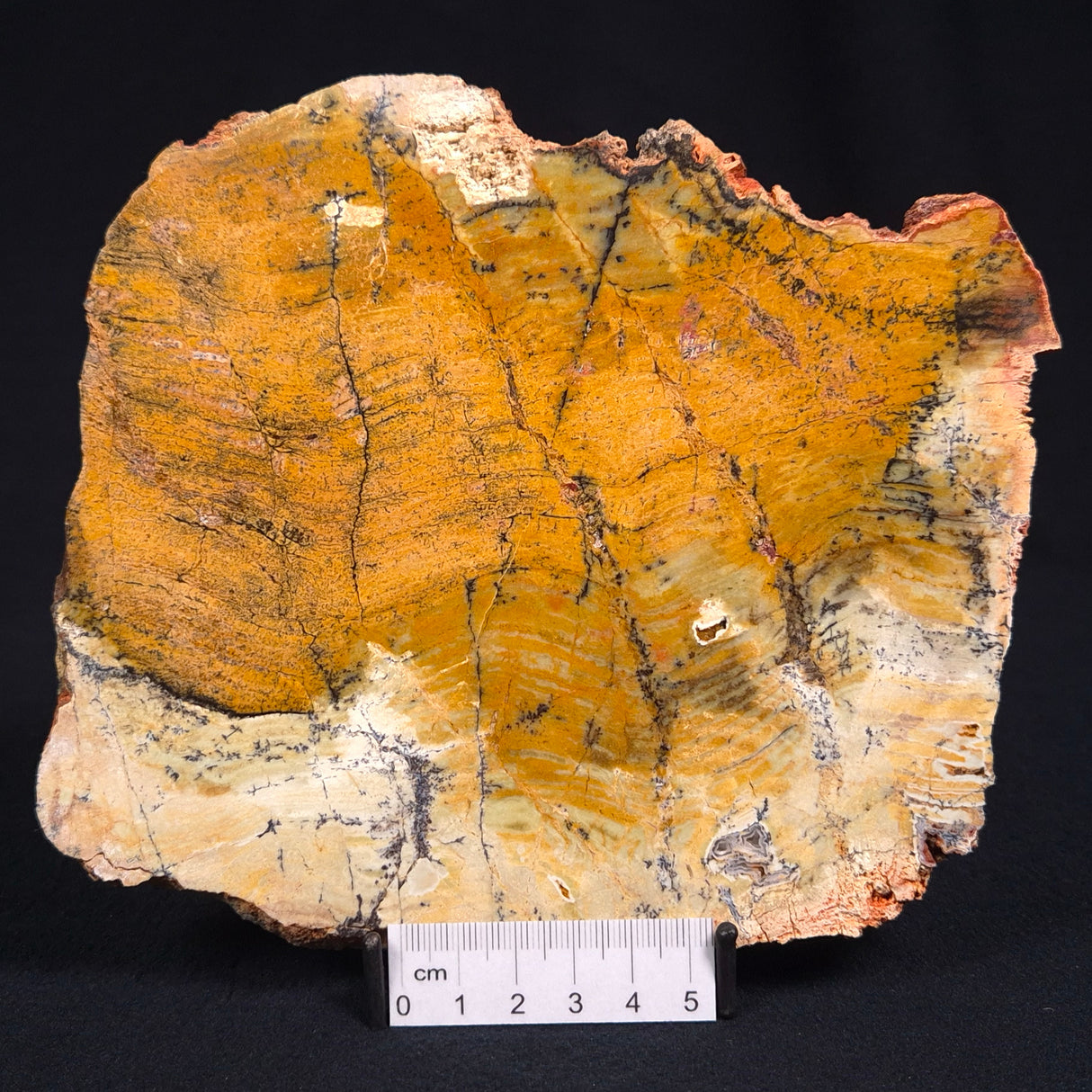 STROMATOLITE MICROBIAL MAT, Strelley Pool Formation, Archean, Australia ZSP011