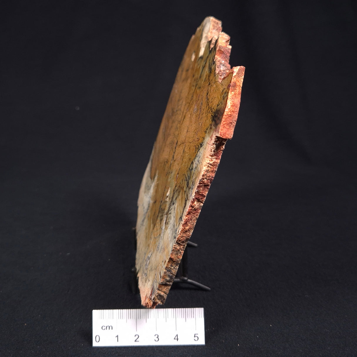 STROMATOLITE MICROBIAL MAT, Strelley Pool Formation, Archean, Australia ZSP011