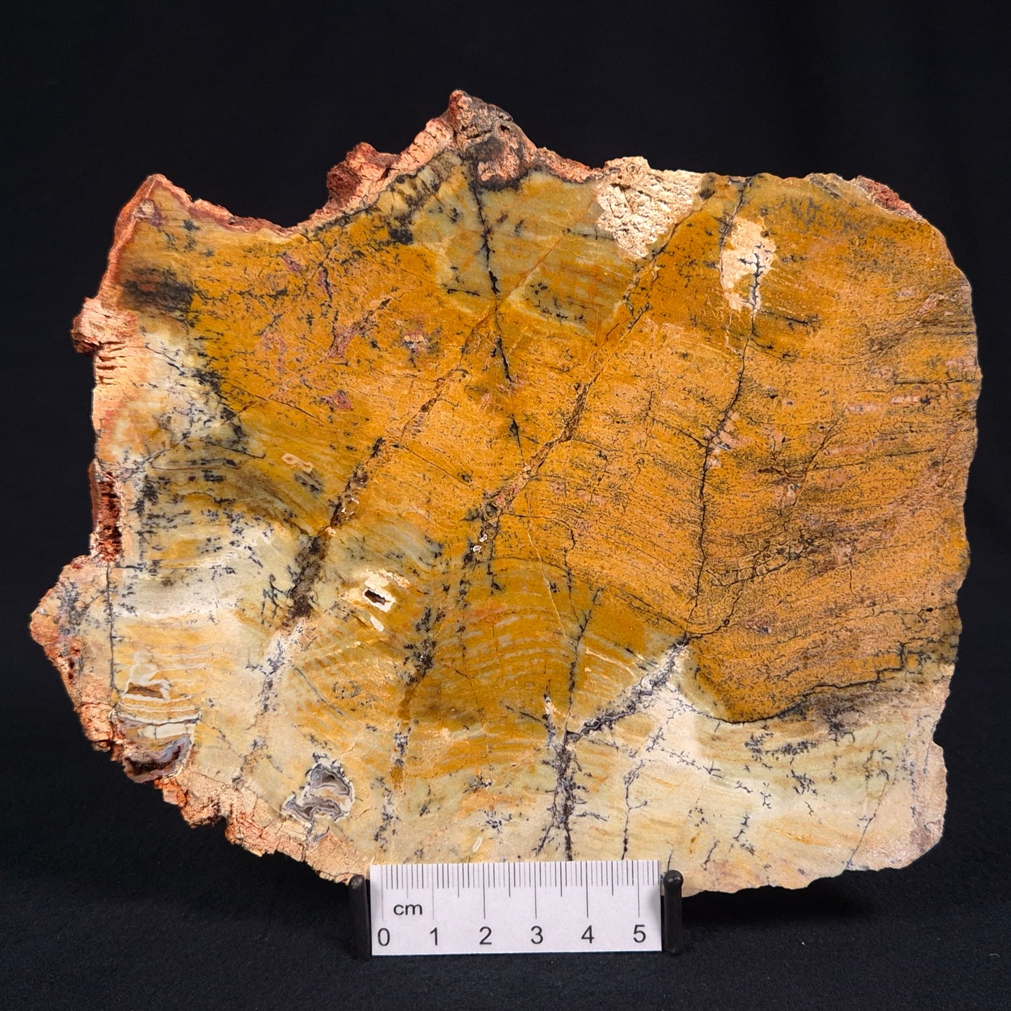 STROMATOLITE MICROBIAL MAT, Strelley Pool Formation, Archean, Australia ZSP012