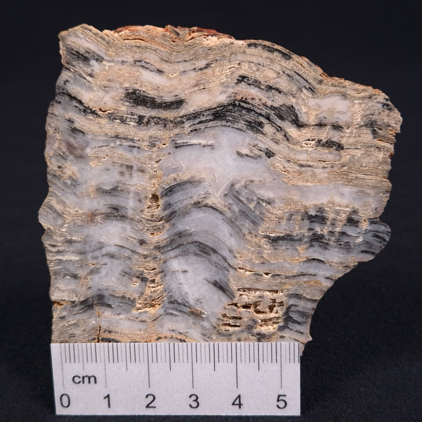 MOUNT MCGRATH STROMATOLITE, Lower Proterozoic, Australia ZMG001