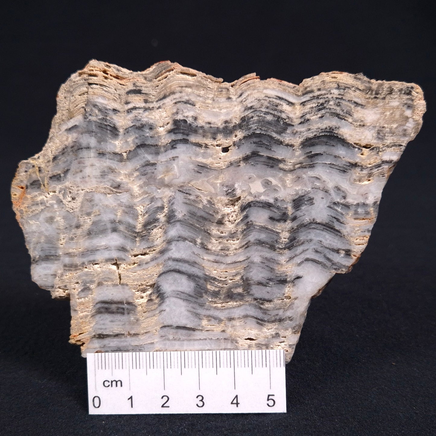 MOUNT MCGRATH STROMATOLITE, Lower Proterozoic, Australia ZMG002