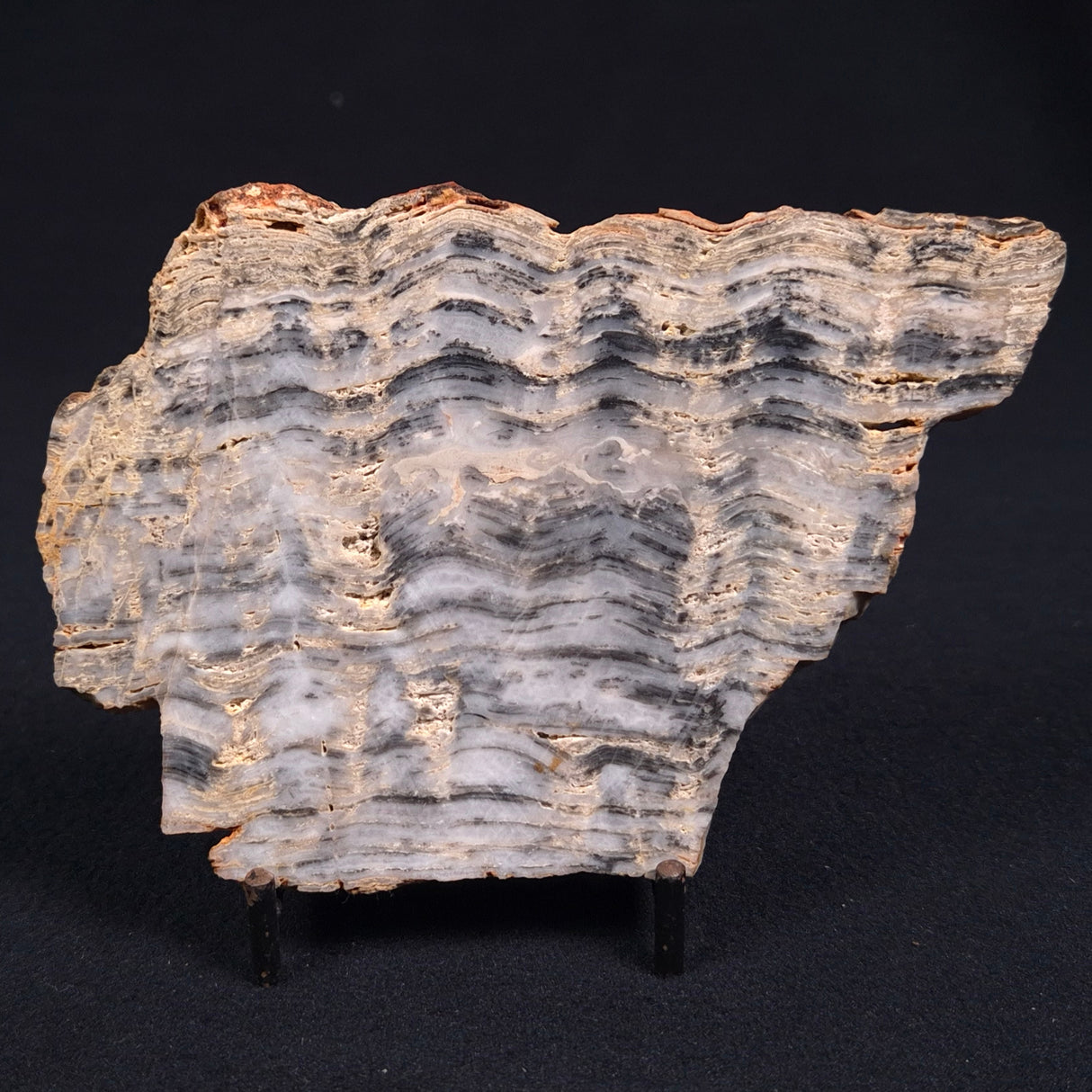 MOUNT MCGRATH STROMATOLITE, Lower Proterozoic, Australia ZMG003