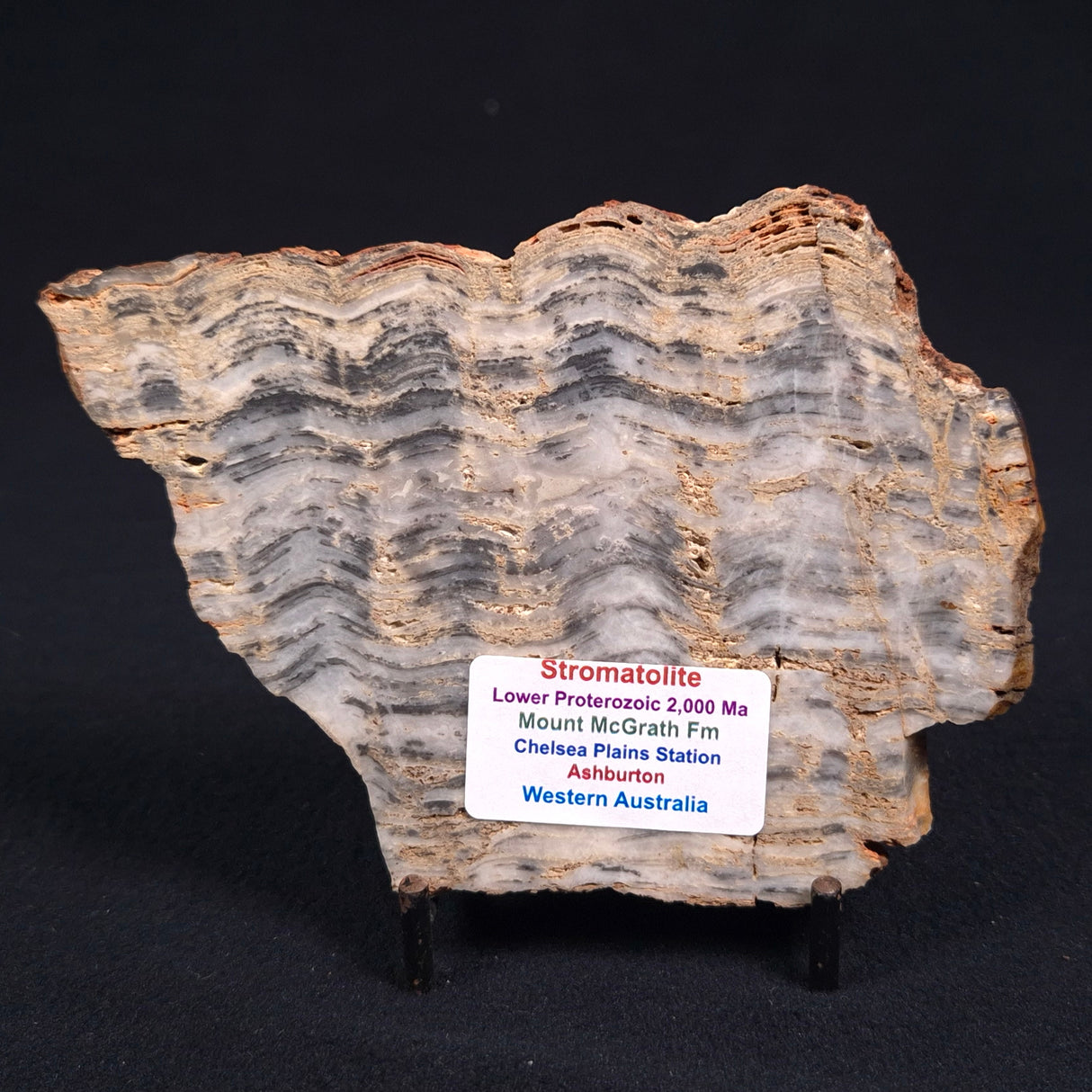 MOUNT MCGRATH STROMATOLITE, Lower Proterozoic, Australia ZMG003