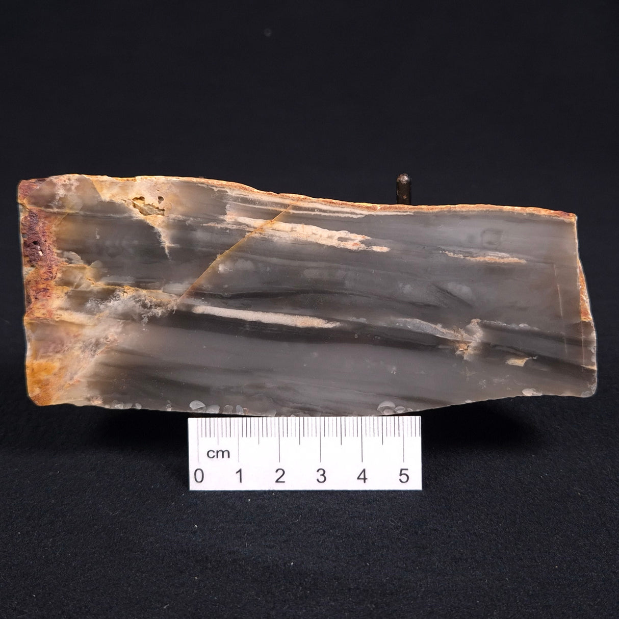MOUNT MCGRATH STROMATOLITE, Lower Proterozoic, Australia ZMG005