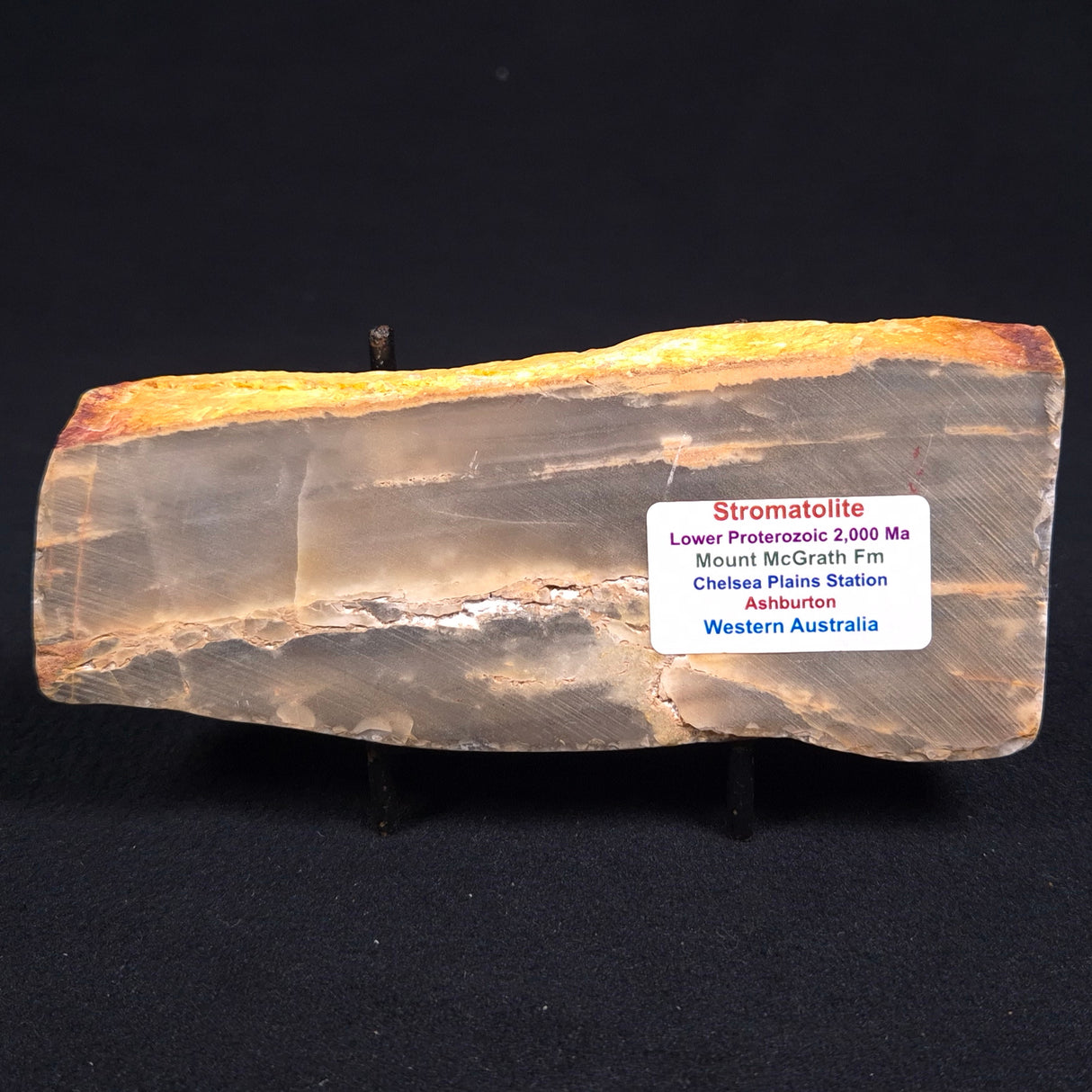 MOUNT MCGRATH STROMATOLITE, Lower Proterozoic, Australia ZMG005