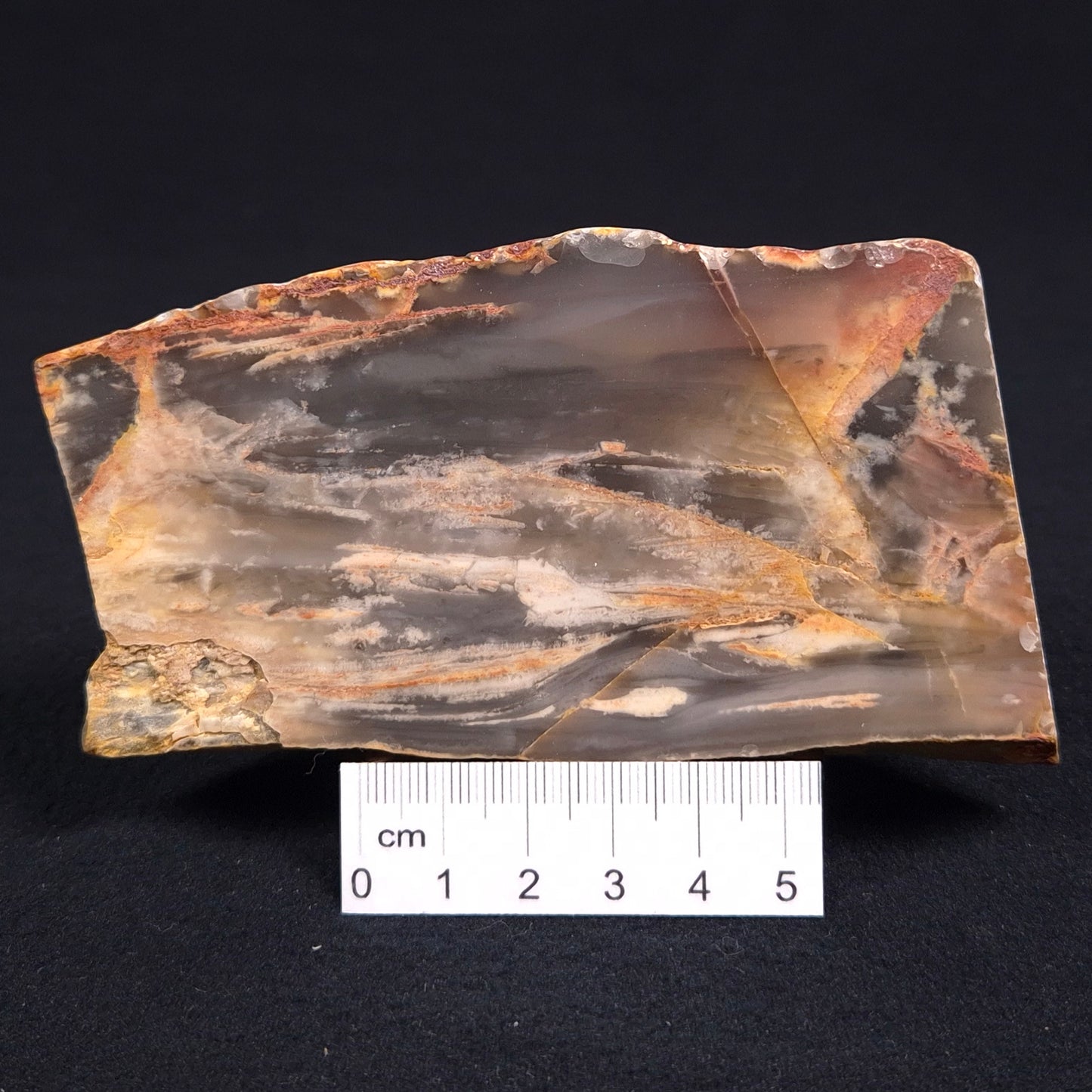 MOUNT MCGRATH STROMATOLITE, Lower Proterozoic, Australia ZMG004