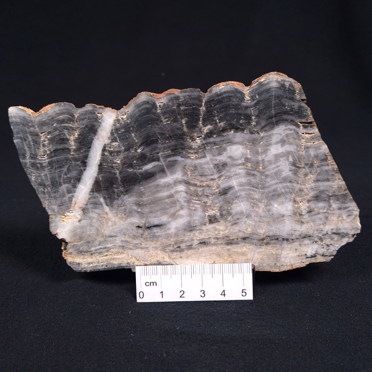 MOUNT MCGRATH STROMATOLITE, Lower Proterozoic, Australia ZMG006