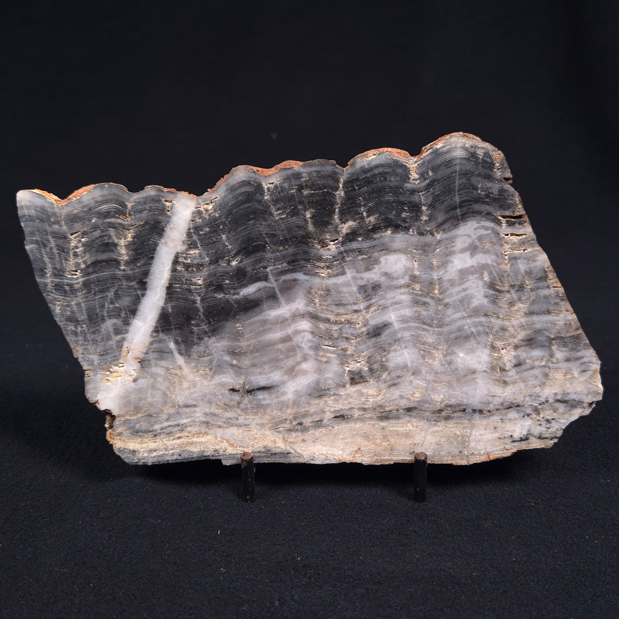 MOUNT MCGRATH STROMATOLITE, Lower Proterozoic, Australia ZMG006
