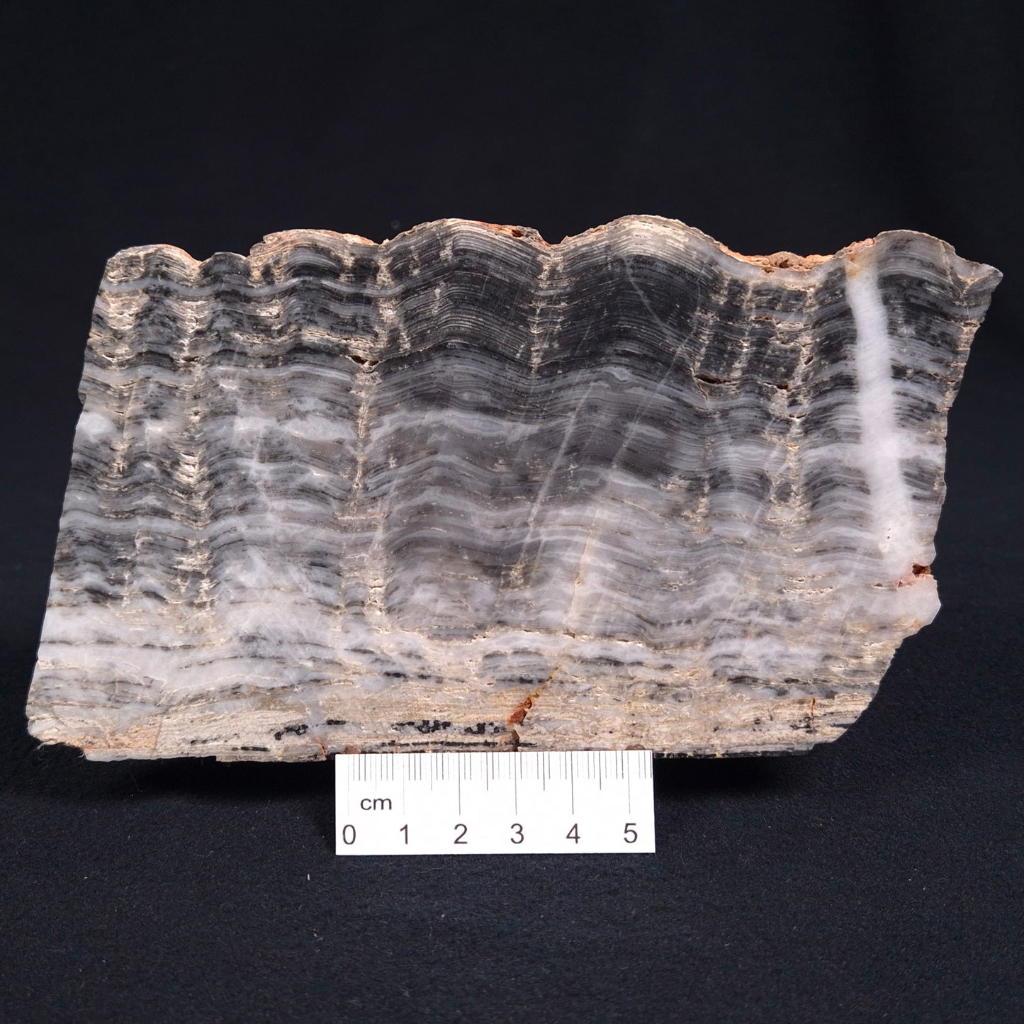 MOUNT MCGRATH STROMATOLITE, Lower Proterozoic, Australia ZMG007