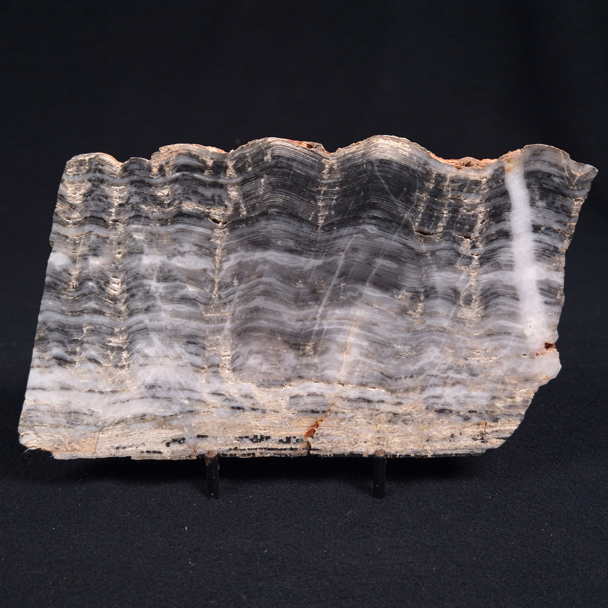 MOUNT MCGRATH STROMATOLITE, Lower Proterozoic, Australia ZMG007