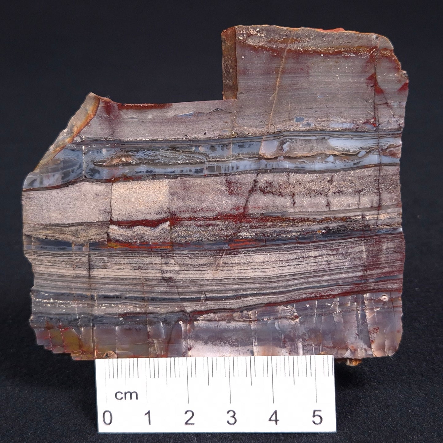 STROMATOLITE, Jerrinah Formation, Proterozoic, Australia ZJF014